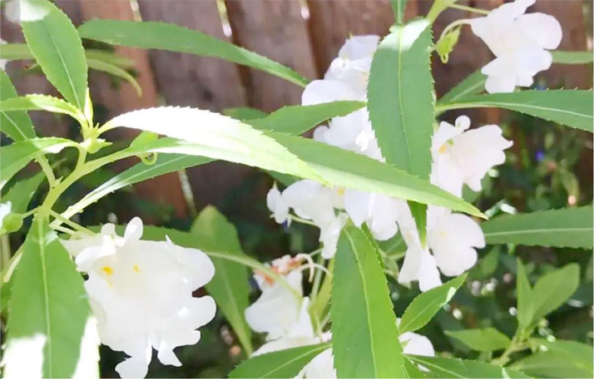 Paypayフリマ 花の種 八重咲きホウセンカ 白 種50粒 Paypayフリマ 花の種 八重咲きホウセンカ 白 種50粒