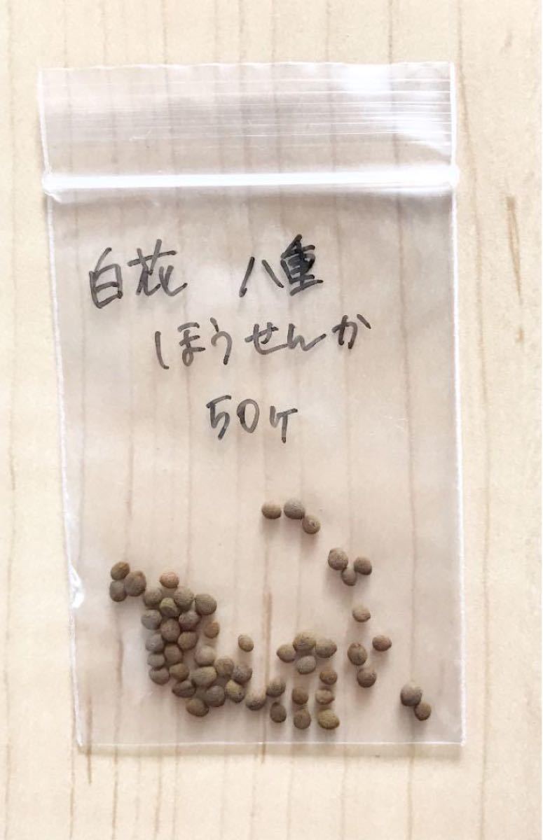 Paypayフリマ 花の種 八重咲きホウセンカ 白 種50粒 Paypayフリマ 花の種 八重咲きホウセンカ 白 種50粒