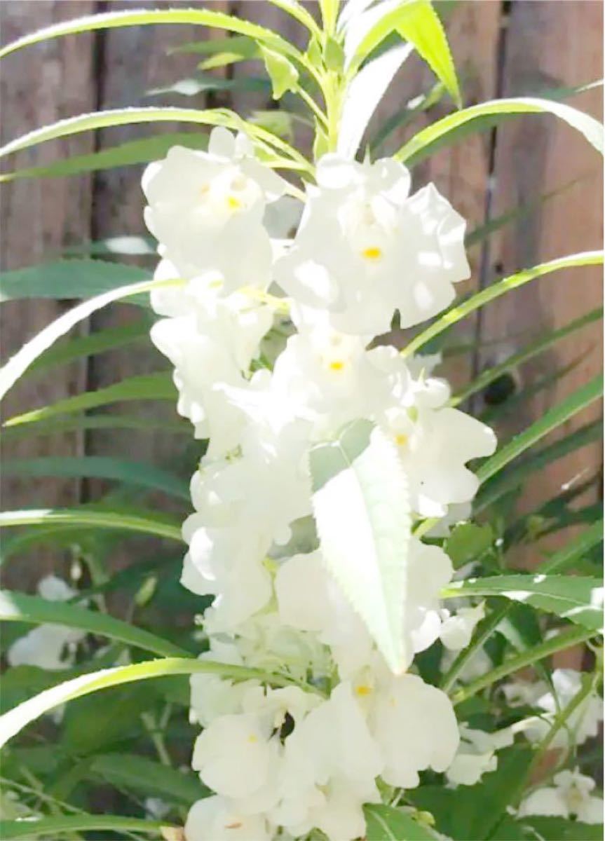 Paypayフリマ 花の種 八重咲きホウセンカ 白 種50粒 Paypayフリマ 花の種 八重咲きホウセンカ 白 種50粒