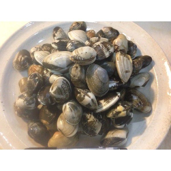  littleneck clam 3kg. attaching ...