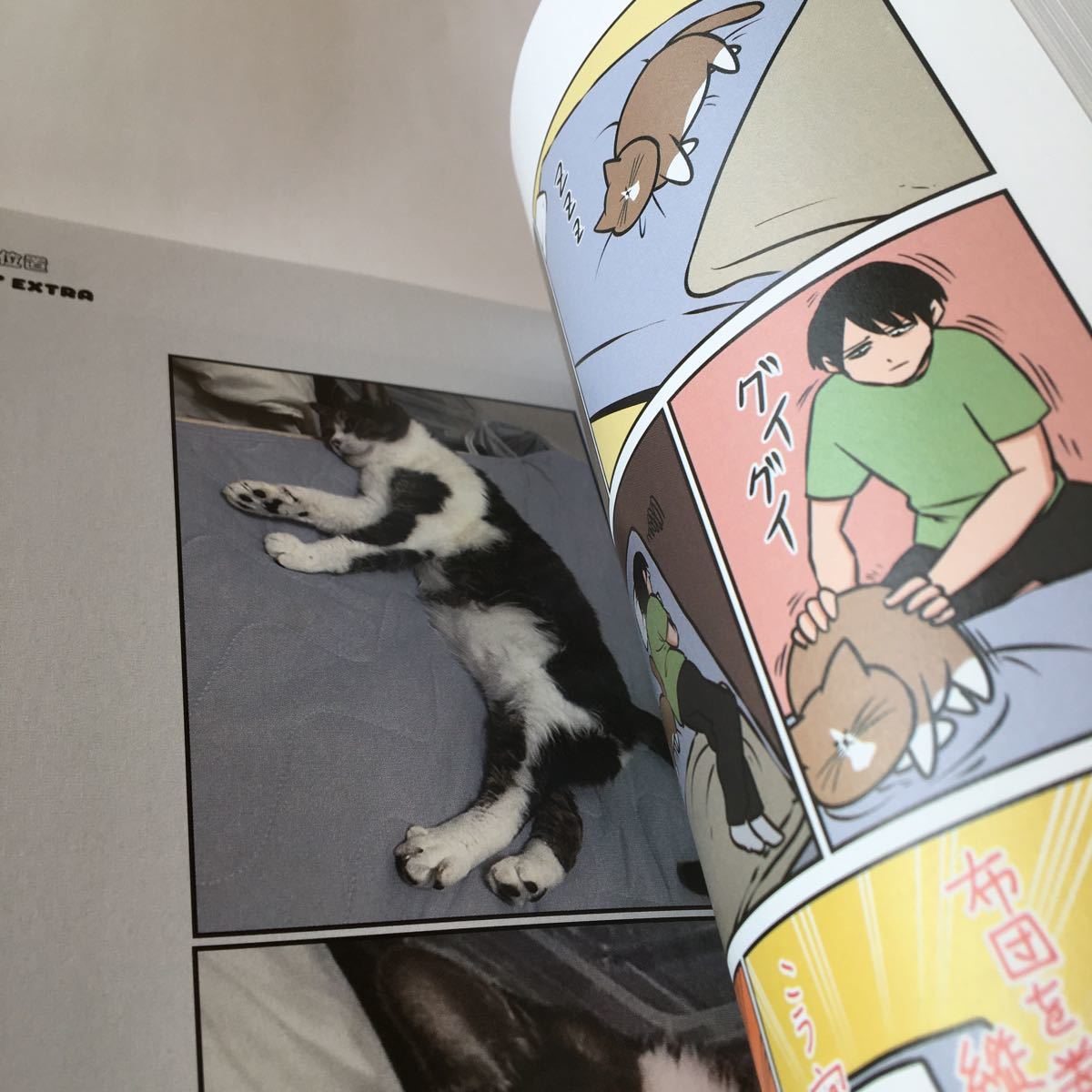 Paypayフリマ 鴻池剛と猫のぽんたニャアアアン Paypayフリマ 鴻池剛と猫のぽんたニャアアアン