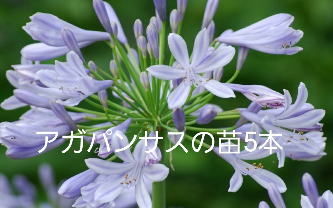 Paypayフリマ アガパンサスの苗球根5本 Paypayフリマ アガパンサスの苗球根5本