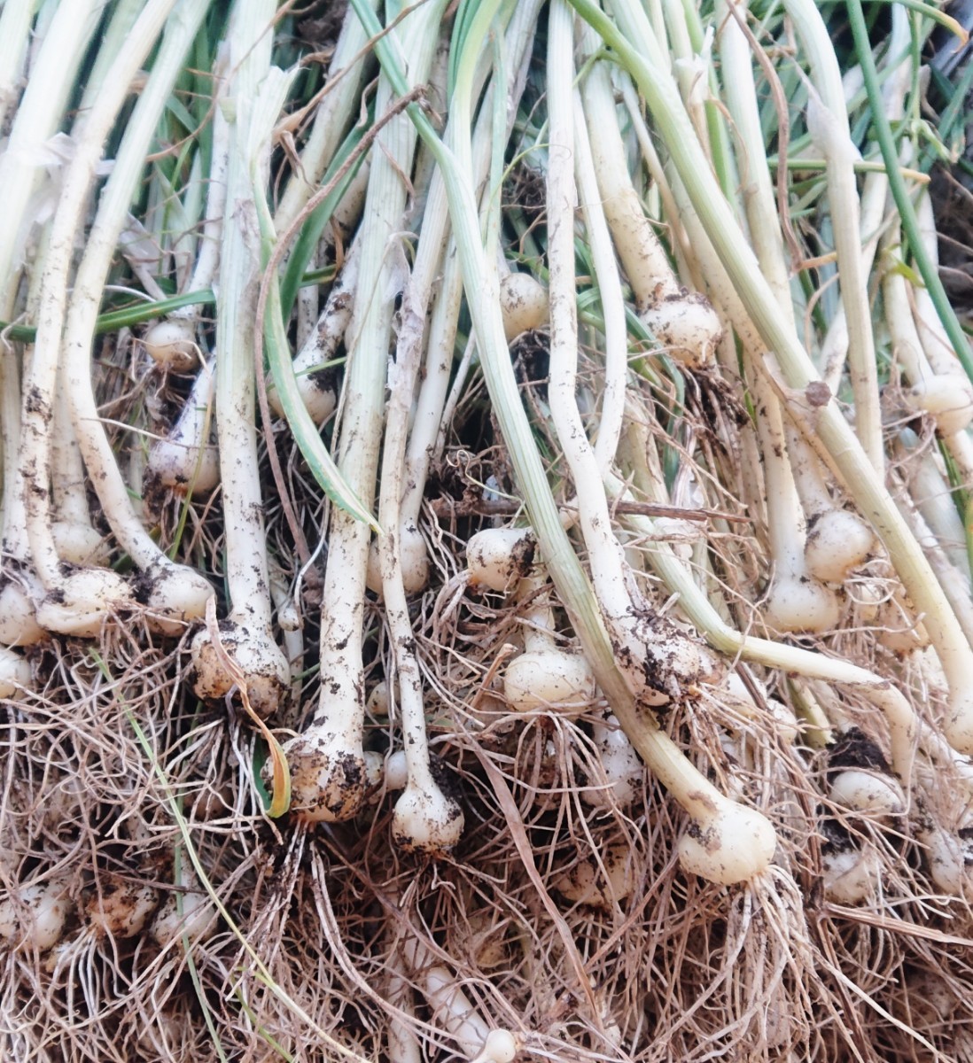 入園入学祝い 天然 野蒜150本 seedpotatoes.com.au