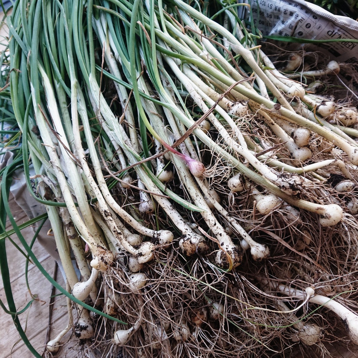 入園入学祝い 天然 野蒜150本 seedpotatoes.com.au