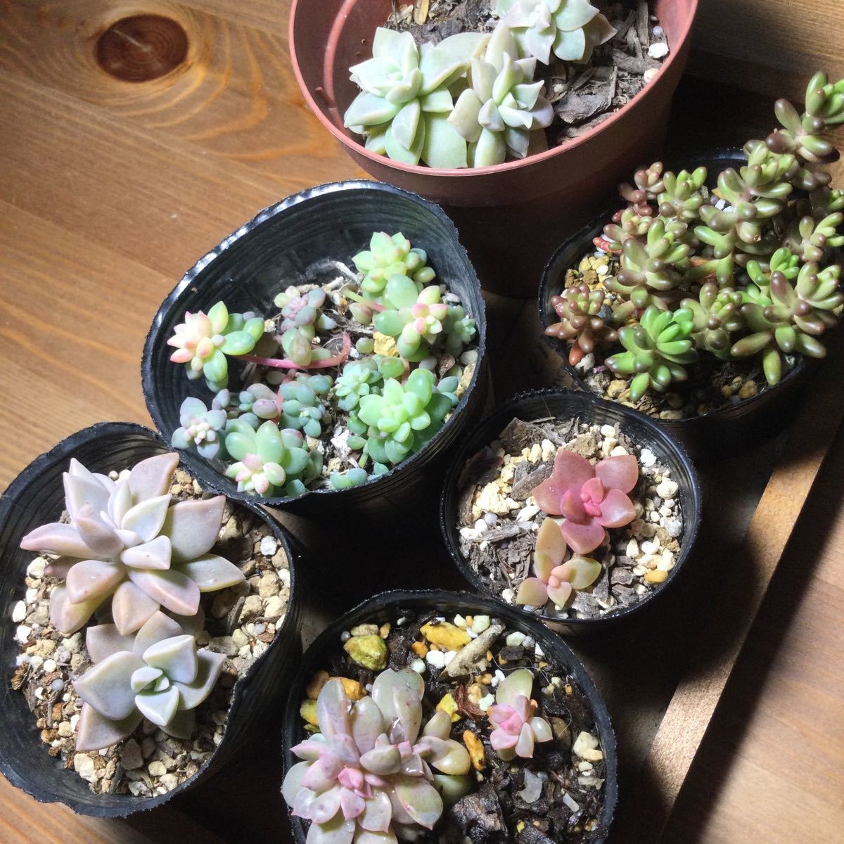 Paypayフリマ 多肉植物 抜き苗 葉挿しから Paypayフリマ 多肉植物 抜き苗 葉挿しから