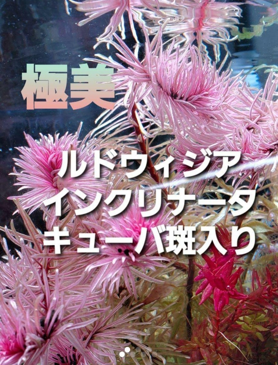 Paypayフリマ 極美 ルドウィジア インクリナータ キューバ 斑入り Paypayフリマ 極美 ルドウィジア インクリナータ キューバ 斑入り