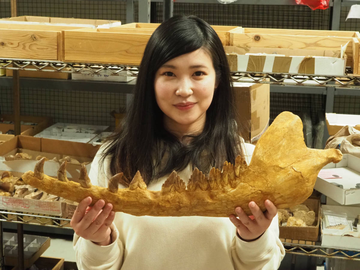 博物館クラス！バシロサウルスの下顎の化石【Basilosaurus sp.】モロッコ王国産/鯨/魚/恐竜/骨/牙/歯