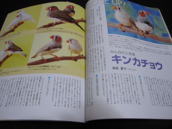  companion bird No.04