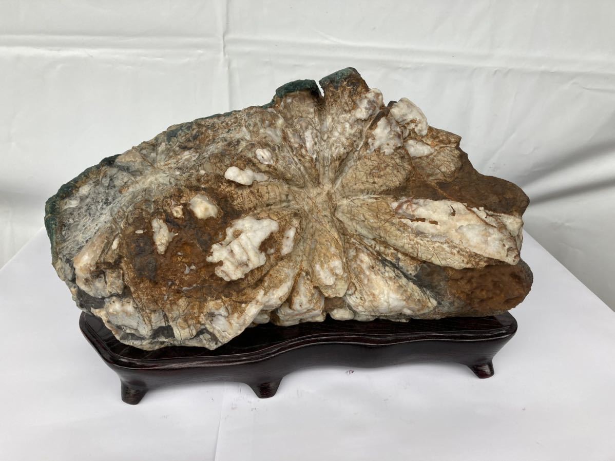 岐阜県根尾谷産 菊花石 吹き付け仕上げ 牙石 12.9kg traversebayim.com