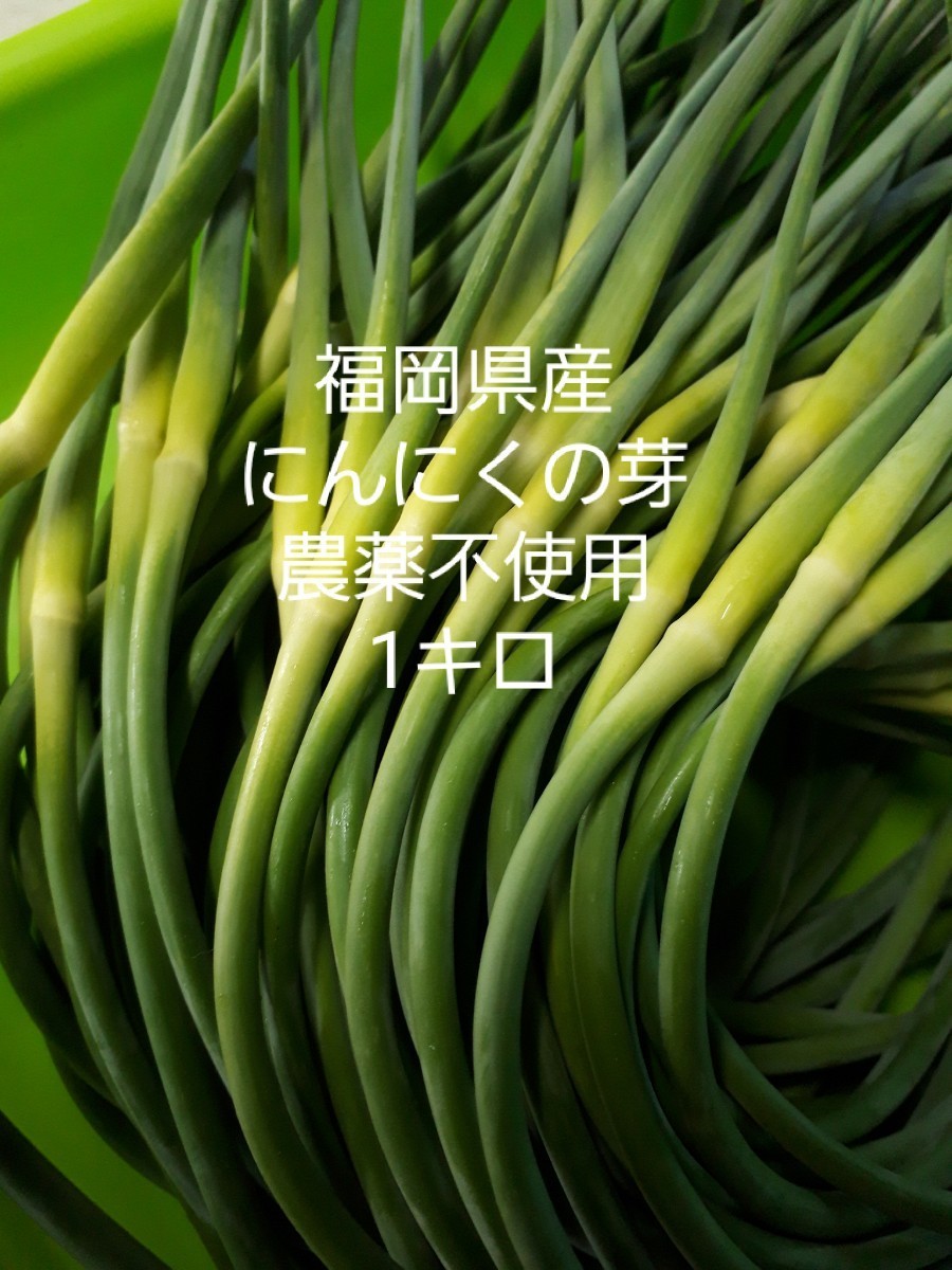 Paypayフリマ にんにくの芽1キロ 農薬不使用栽培 Paypayフリマ にんにくの芽1キロ 農薬不使用栽培