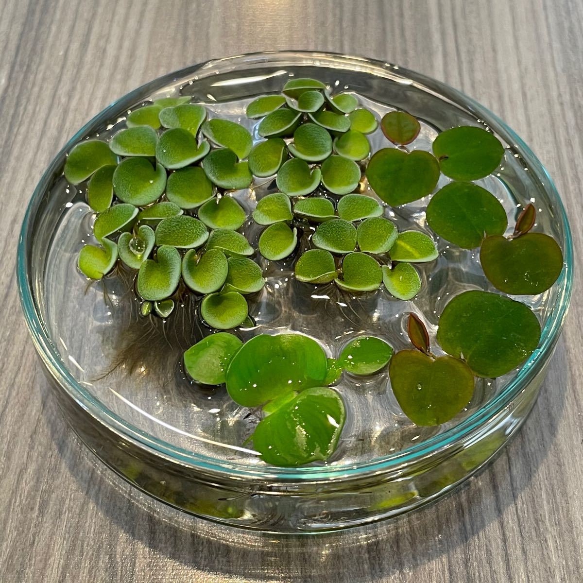 Paypayフリマ 水草 浮草 3種セット 無農薬 Paypayフリマ 水草 浮草 3種セット 無農薬