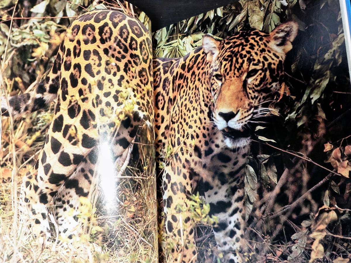 世界の天然記念物 国際保護動物 全9巻セット 動物図鑑 絶滅危惧 世界の天然記念物 国際保護動物 全9巻セット 動物図鑑 絶滅危惧
