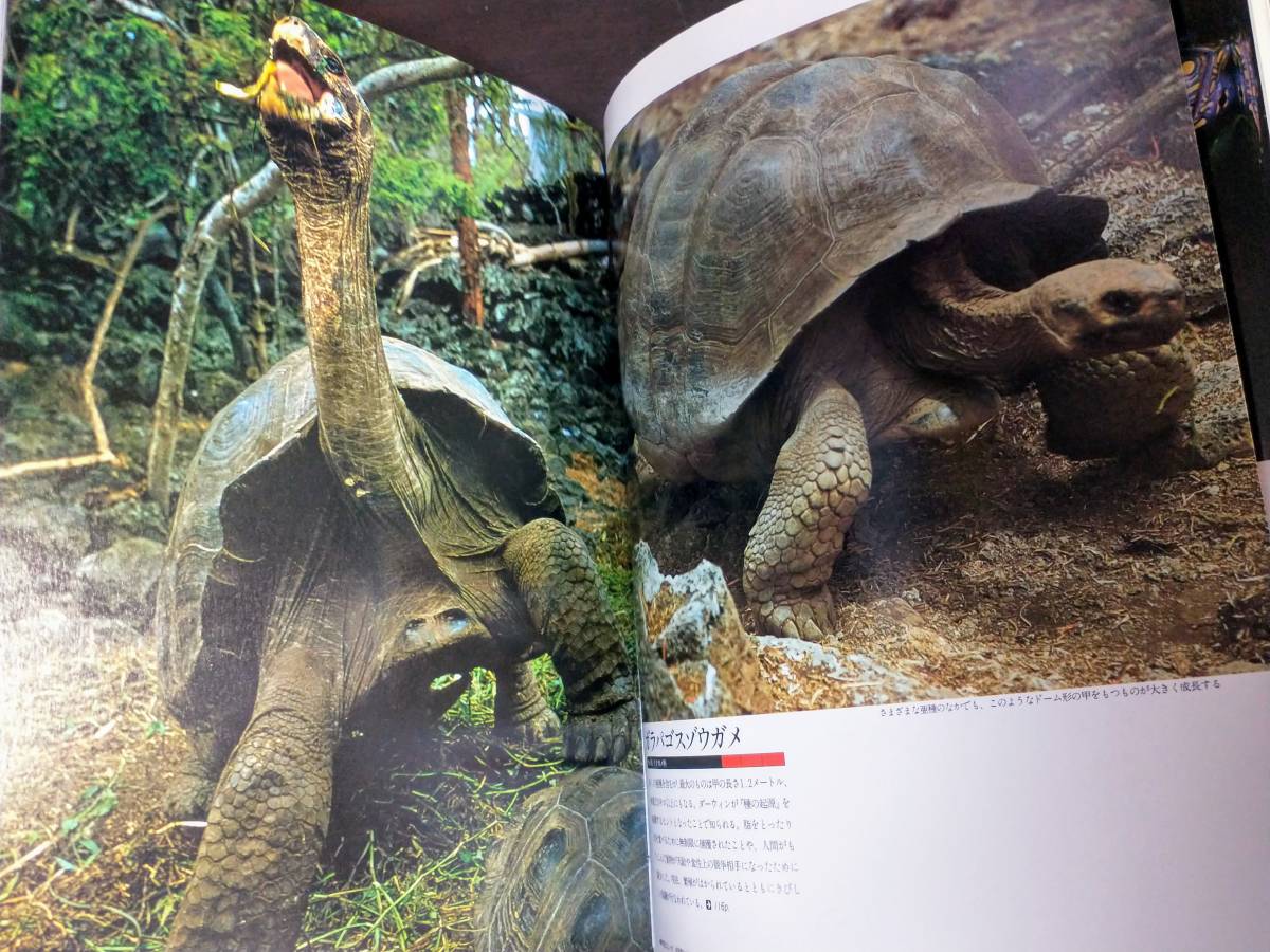 世界の天然記念物 国際保護動物 全9巻セット 動物図鑑 絶滅危惧 世界の天然記念物 国際保護動物 全9巻セット 動物図鑑 絶滅危惧