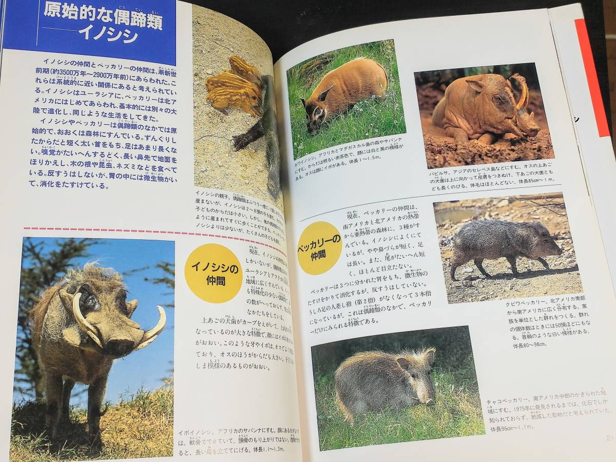 Paypayフリマ 進化がわかる動物図鑑 ウマ サイ キリン シカ ウシ Paypayフリマ 進化がわかる動物図鑑 ウマ サイ キリン シカ ウシ