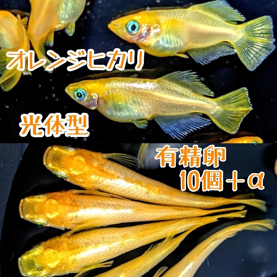 Paypayフリマ 極上オレンジヒカリ光体型メダカ有精卵10個 A めだか ラメ卵 高級メダカ Paypayフリマ 極上オレンジヒカリ光体型メダカ有精卵10個 A めだか ラメ卵 高級メダカ