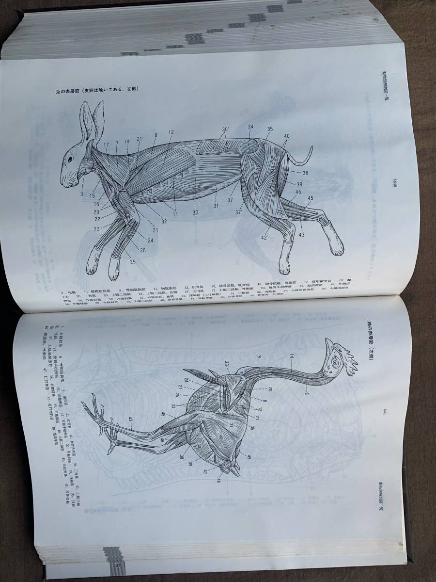 獣医学大辞典　チクサン出版社_画像8