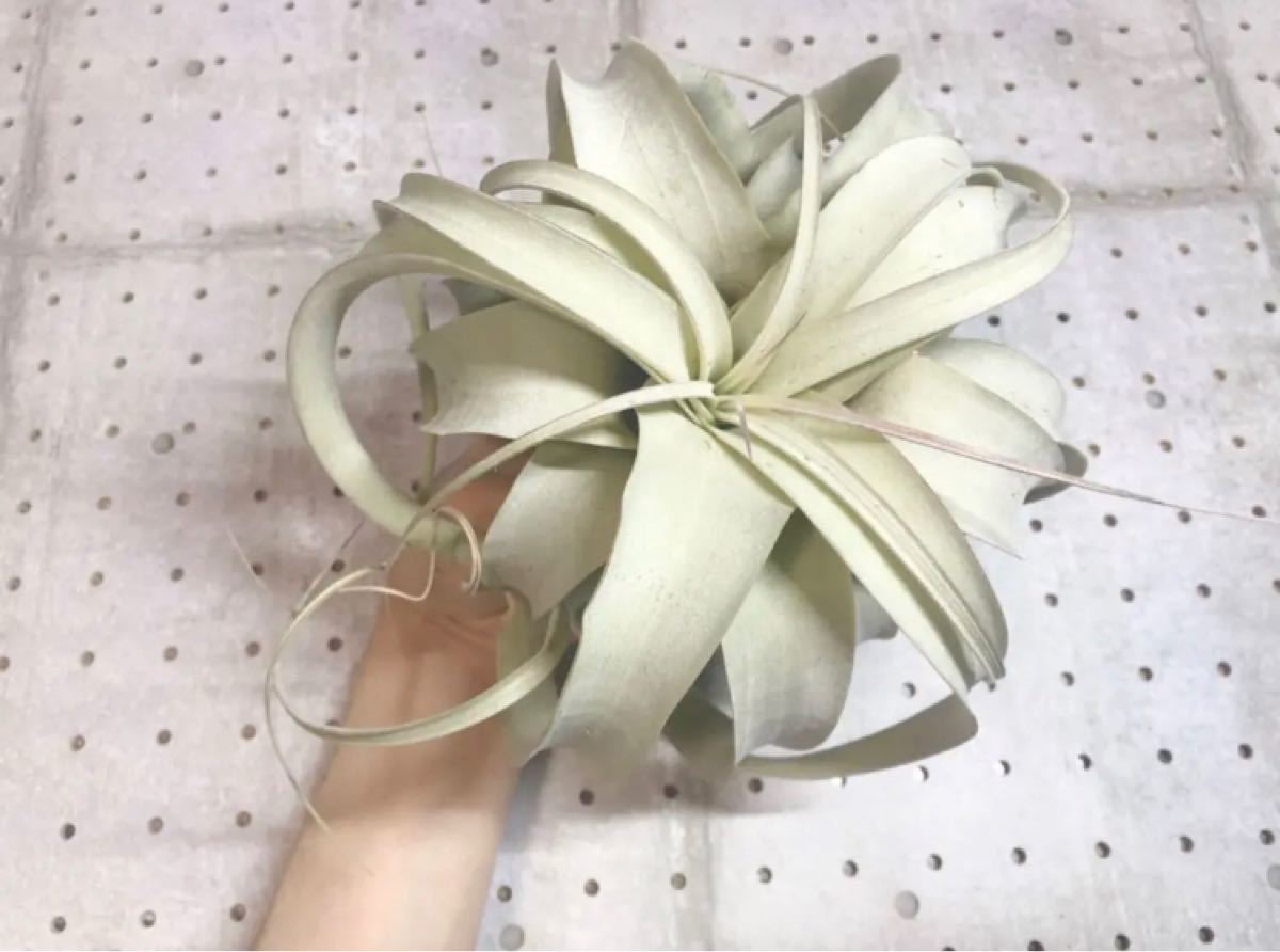 キセログラフィカ Tillandsia エアープランツ エアプランツ チランジア Lサイズ