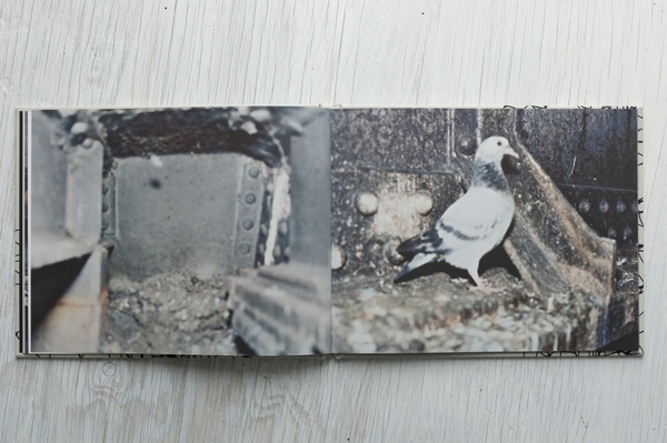 スティーブン・ギル 写真集 サイン入■美術手帖 芸術新潮 花椿 装苑 ブルータス LFI IMA aperture magazine Pigeons Stephen Gill_画像6