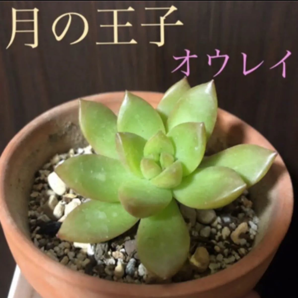 Paypayフリマ 月の王子 中 黄麗 オウレイ カット苗 多肉植物 Paypayフリマ 月の王子 中 黄麗 オウレイ カット苗 多肉植物