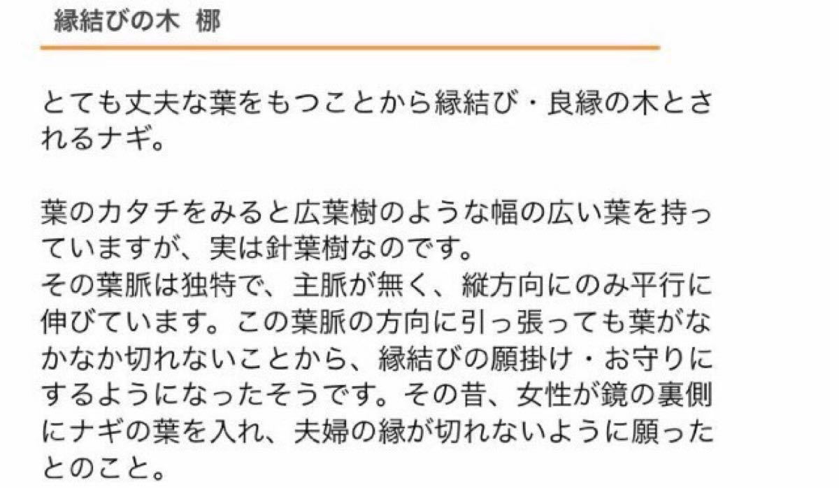 【28】全ての苦難を『なぎ払う』神が宿る木　ナギ　梛の木　美濃焼鉢ピンク