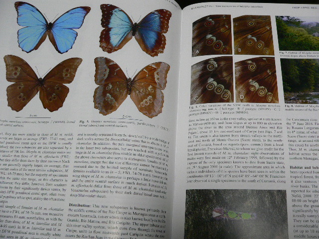 Tropical Lepidoptera Vol.30,No.2 モルフォチョウ・タテハチョウ・ジャノメチョウ・セセリチョウ新記載・分類・生態、蛾_画像4