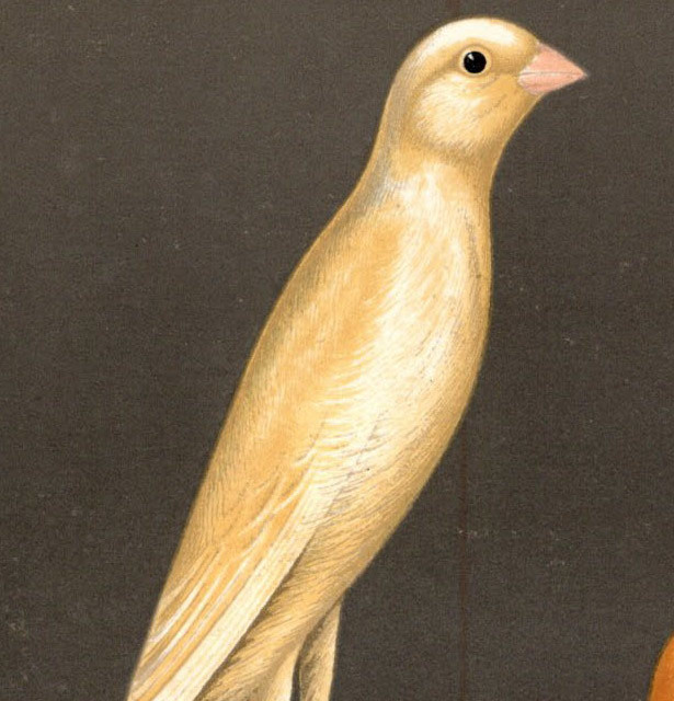1880年 Canaries and Cage Birds 多色石版画 アトリ科 カナリア属 ヨークシャーカナリア 3種 Yorkshire Canaries 博物画_画像2