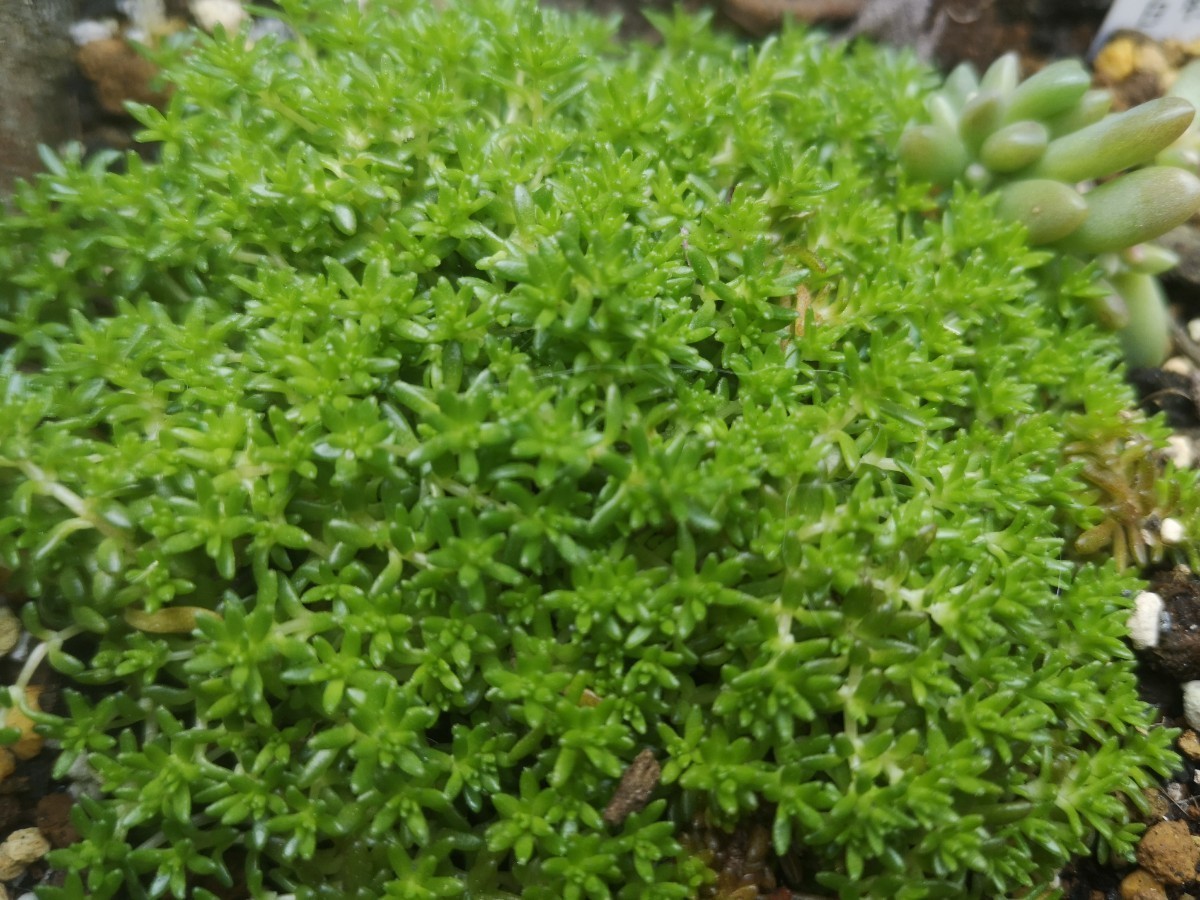 Paypayフリマ たっぷり0g セダム モリムラマンネングサ 万年草 抜き苗 多肉植物 グランドカバー Paypayフリマ たっぷり0g セダム モリムラマンネングサ 万年草 抜き苗 多肉植物 グランドカバー