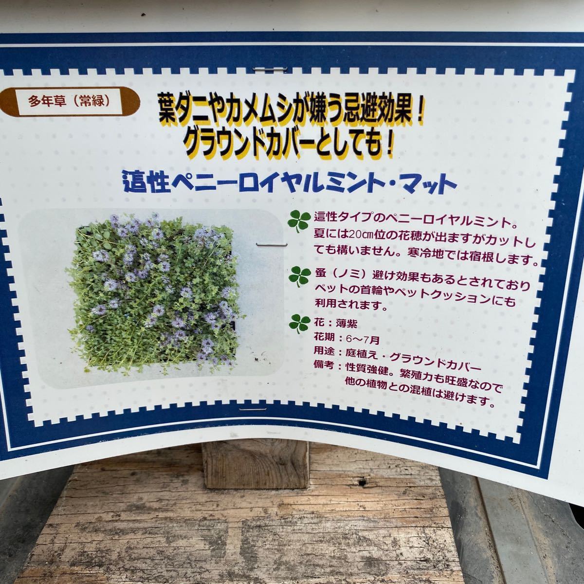 Paypayフリマ 虫除けになる 這性ペニーロイヤルミント Paypayフリマ 虫除けになる 這性ペニーロイヤルミント
