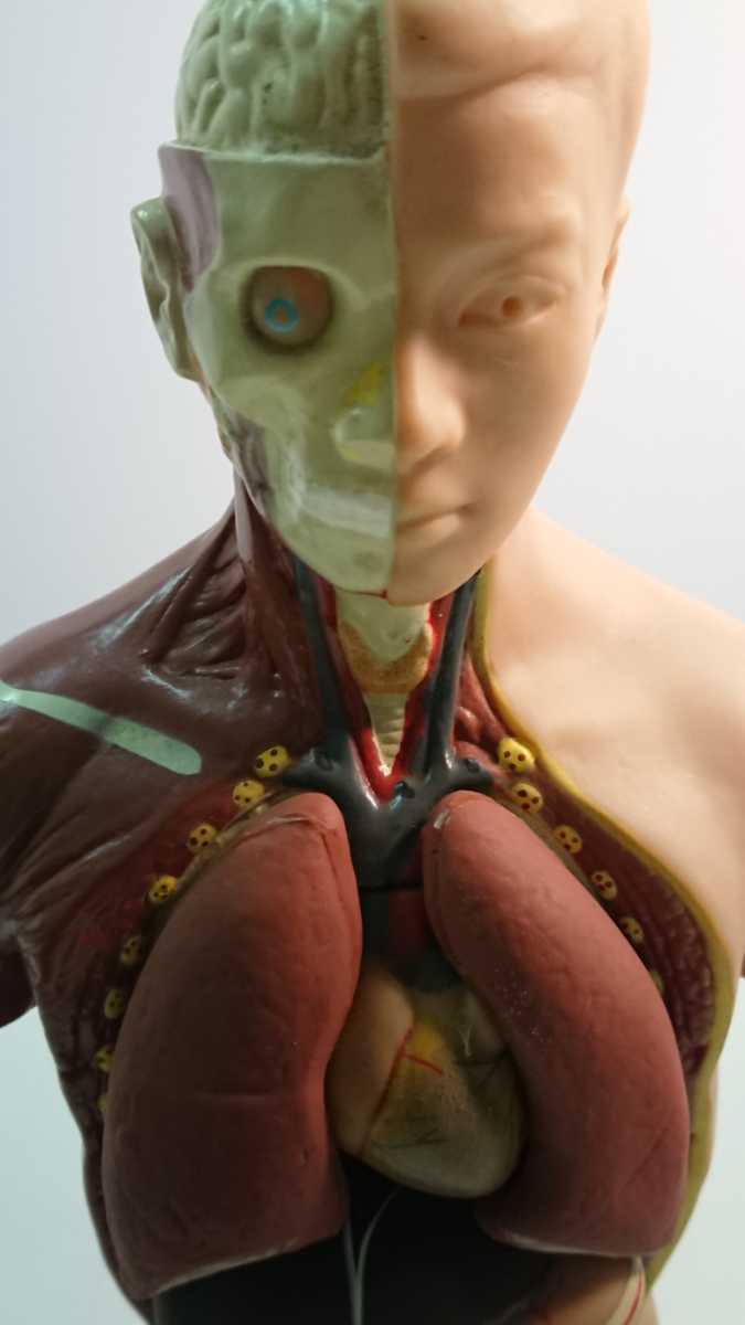 ヤフオク 人体模型 科学 医学 理科 Human Torso 日本語説 ヤフオク 人体模型 科学 医学 理科 Human Torso 日本語説