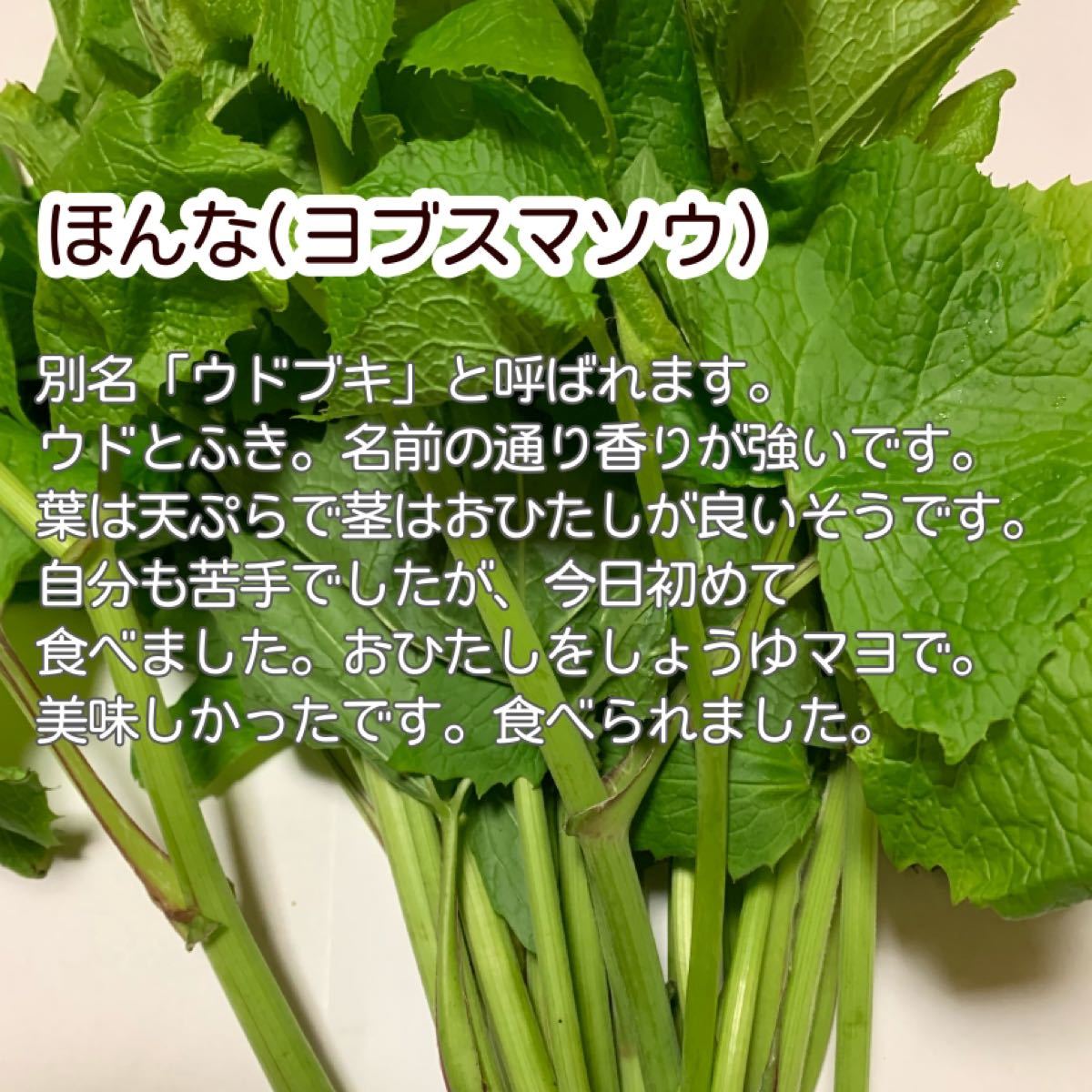 Paypayフリマ ほんな150gとコシアブラ70g 香りの強い山菜お試しセットです Paypayフリマ ほんな150gとコシアブラ70g 香りの強い山菜お試しセットです