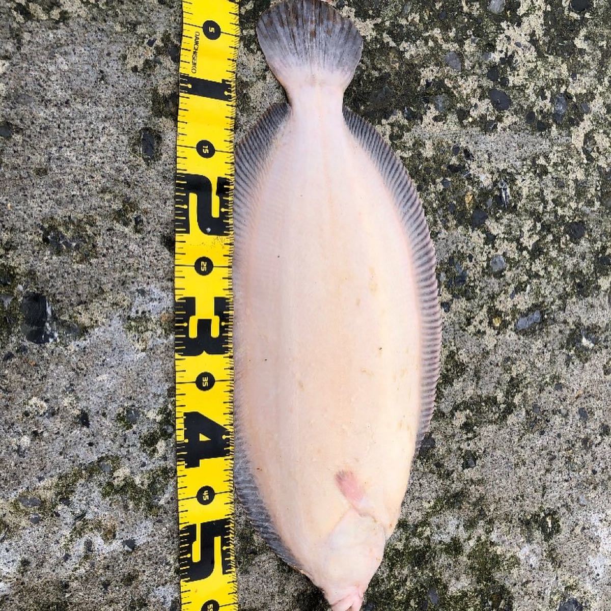 Paypayフリマ 釣り餌 塩イソメ エビ塩 0g Paypayフリマ 釣り餌 塩イソメ エビ塩 0g