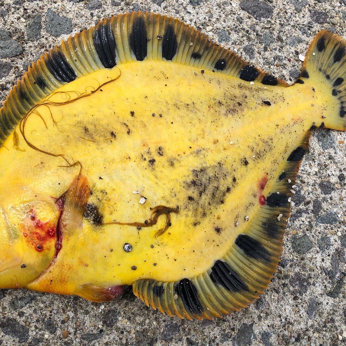 Paypayフリマ 釣り餌 塩イソメ エビ塩 0g Paypayフリマ 釣り餌 塩イソメ エビ塩 0g