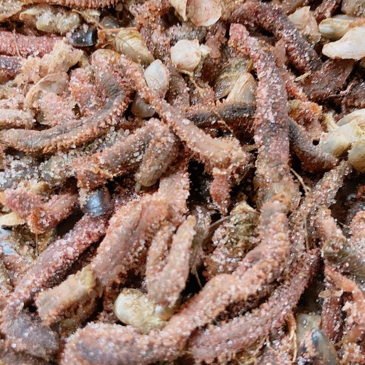 Paypayフリマ 釣り餌 塩イソメ エビ塩 0g Paypayフリマ 釣り餌 塩イソメ エビ塩 0g