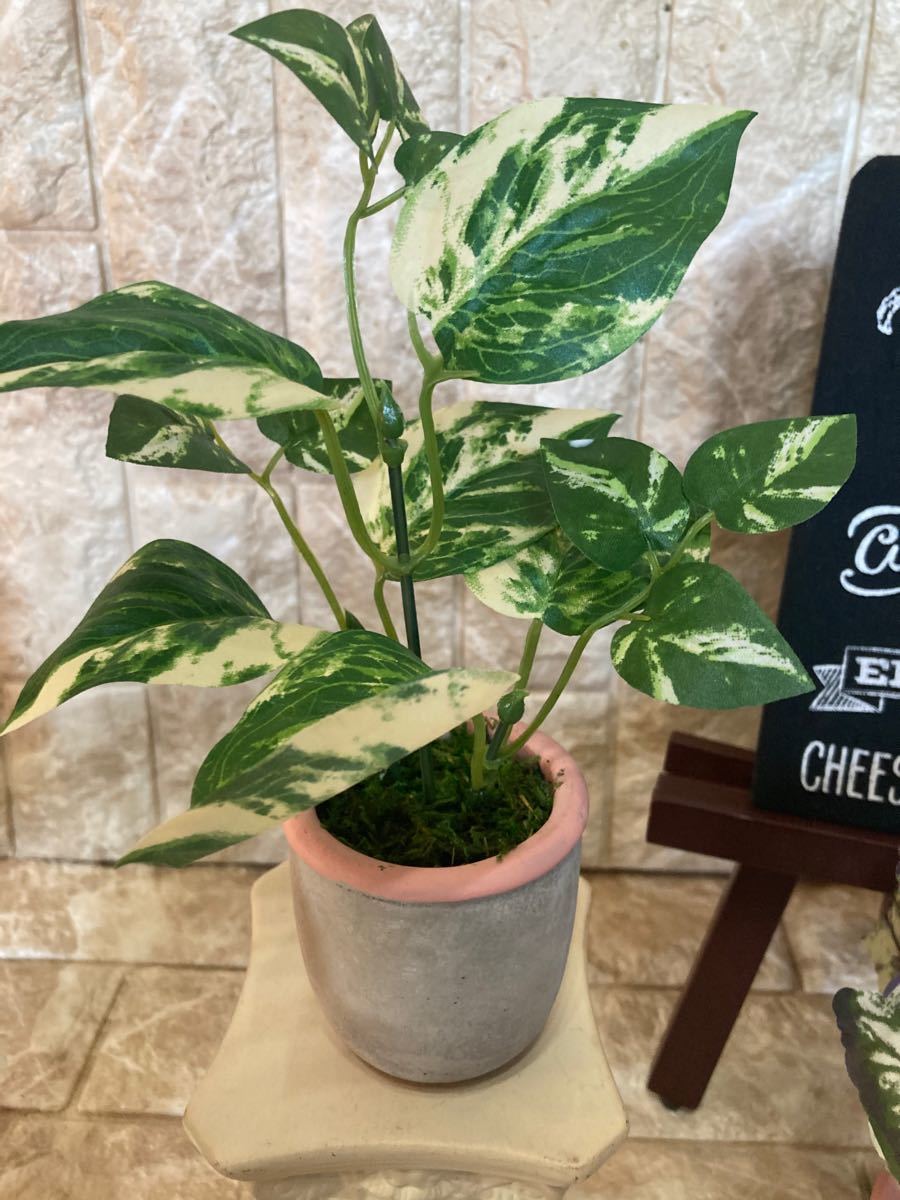 Paypayフリマ 光触媒 人工観葉植物 ウォールグリーン 造花 インテリア 5種 Paypayフリマ 光触媒 人工観葉植物 ウォールグリーン 造花 インテリア 5種
