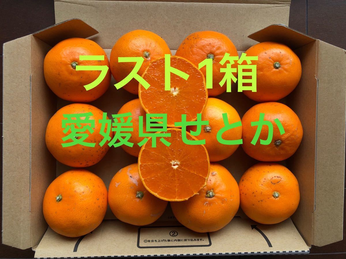 愛媛県産 シャインマスカット 極早生みかん セット コンパクトBOX 柑橘 果物
