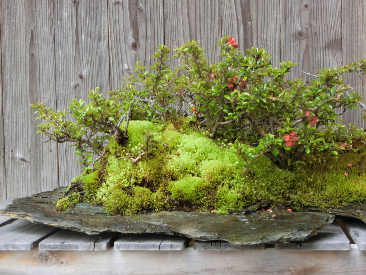 * shohin bonsai * камень имеющий бонсай Chojubai дуть . сток красный цветок ширина 90cm высота дерева 27cm природа камень 