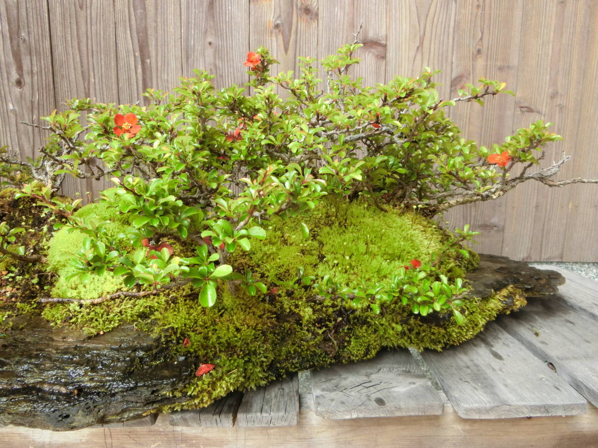 * shohin bonsai * камень имеющий бонсай Chojubai дуть . сток красный цветок ширина 90cm высота дерева 27cm природа камень 