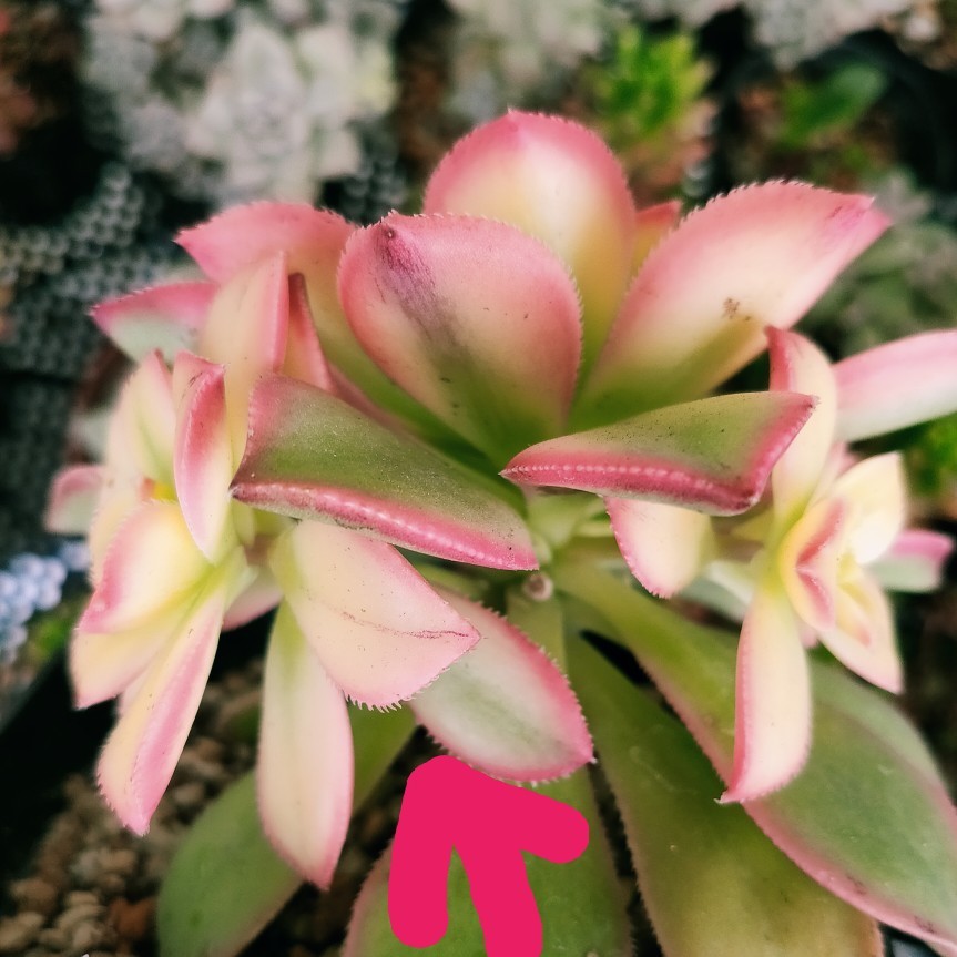 Paypayフリマ 紅葉中 夕映え 多肉植物 Paypayフリマ 紅葉中 夕映え 多肉植物