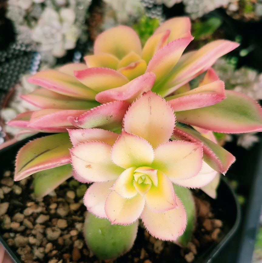 Paypayフリマ 紅葉中 夕映え 多肉植物 Paypayフリマ 紅葉中 夕映え 多肉植物