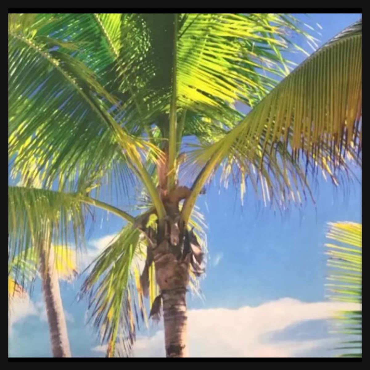 Paypayフリマ タペストリー 海外 リゾート ヤシの木 青空 海 オーシャンビュー フォト 背景 椰子の木 壁掛け おしゃれ