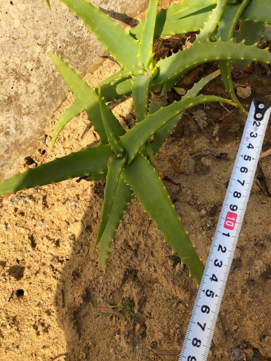 Paypayフリマ 観葉植物 キダチアロエ 医者いらず 花言葉は 健康 万能 信頼 Paypayフリマ 観葉植物 キダチアロエ 医者いらず 花言葉は 健康 万能 信頼
