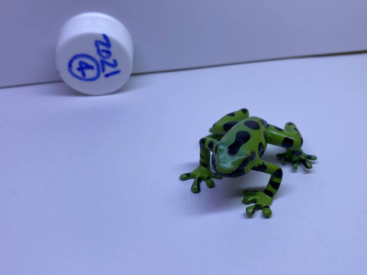 カロラータ☆立体図鑑☆トロピカルレインフォレスト☆フロッグボックス