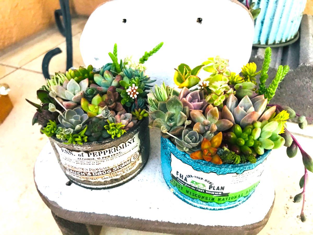 Paypayフリマ 多肉植物寄せ植えスターターセット カット苗 リメ缶2個 配合土6種 網 土なし販売可 D Paypayフリマ 多肉植物寄せ植えスターターセット カット苗 リメ缶2個 配合土6種 網 土なし販売可 D