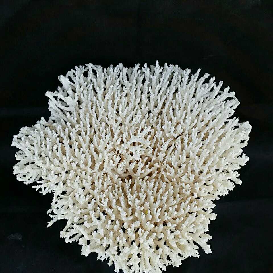 15 珊瑚 大型 飾り テーブル サンゴ 置物 白 海水魚 水槽 レイアウト 