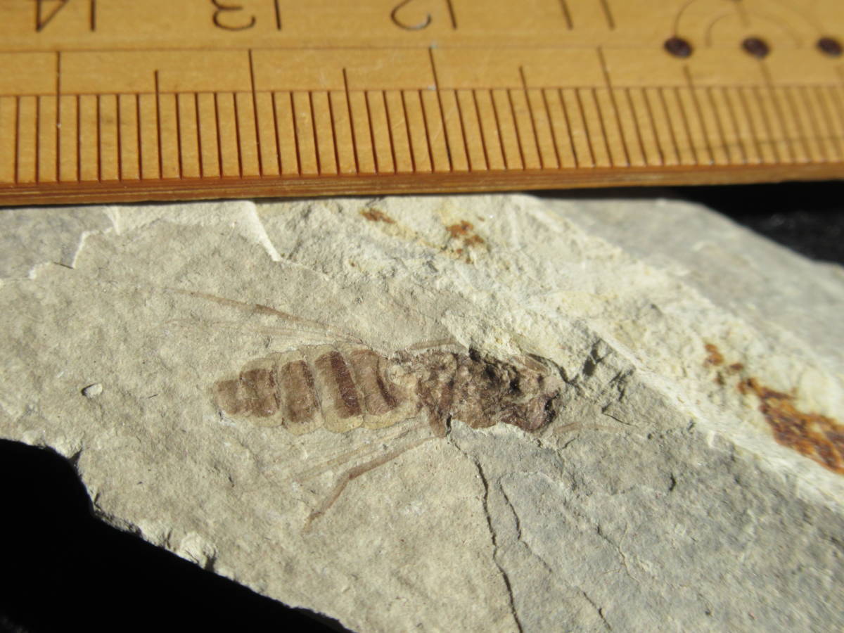 コロラド州フローリッサントフォッシルベッドの昆虫化石6点セット_画像4