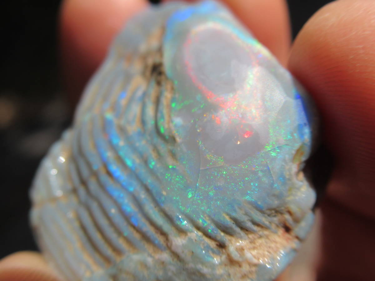  semi black opal .toligonia triangle . fossil 