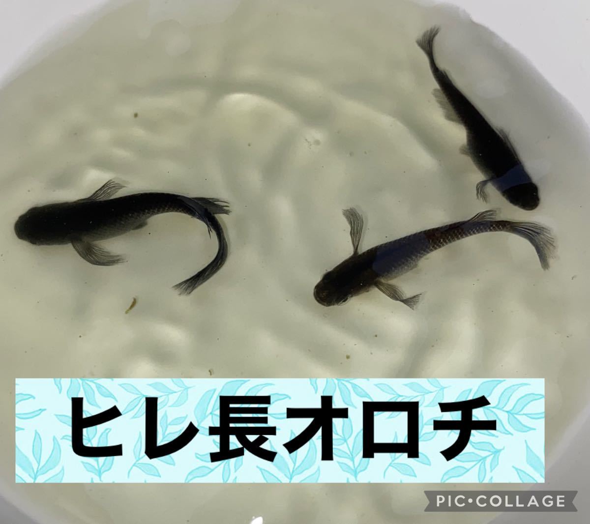 Paypayフリマ するがのメダカ オロチ鰭長 ヒレ長 の 有精卵 10個 A Paypayフリマ するがのメダカ オロチ鰭長 ヒレ長 の 有精卵 10個 A