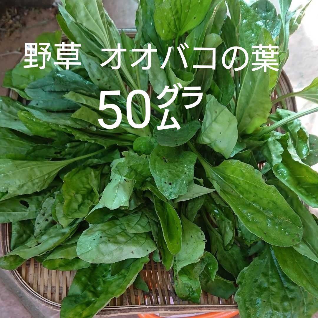 Paypayフリマ ウサギ リクガメのエサに 野草 オオバコ葉 50 Paypayフリマ ウサギ リクガメのエサに 野草 オオバコ葉 50