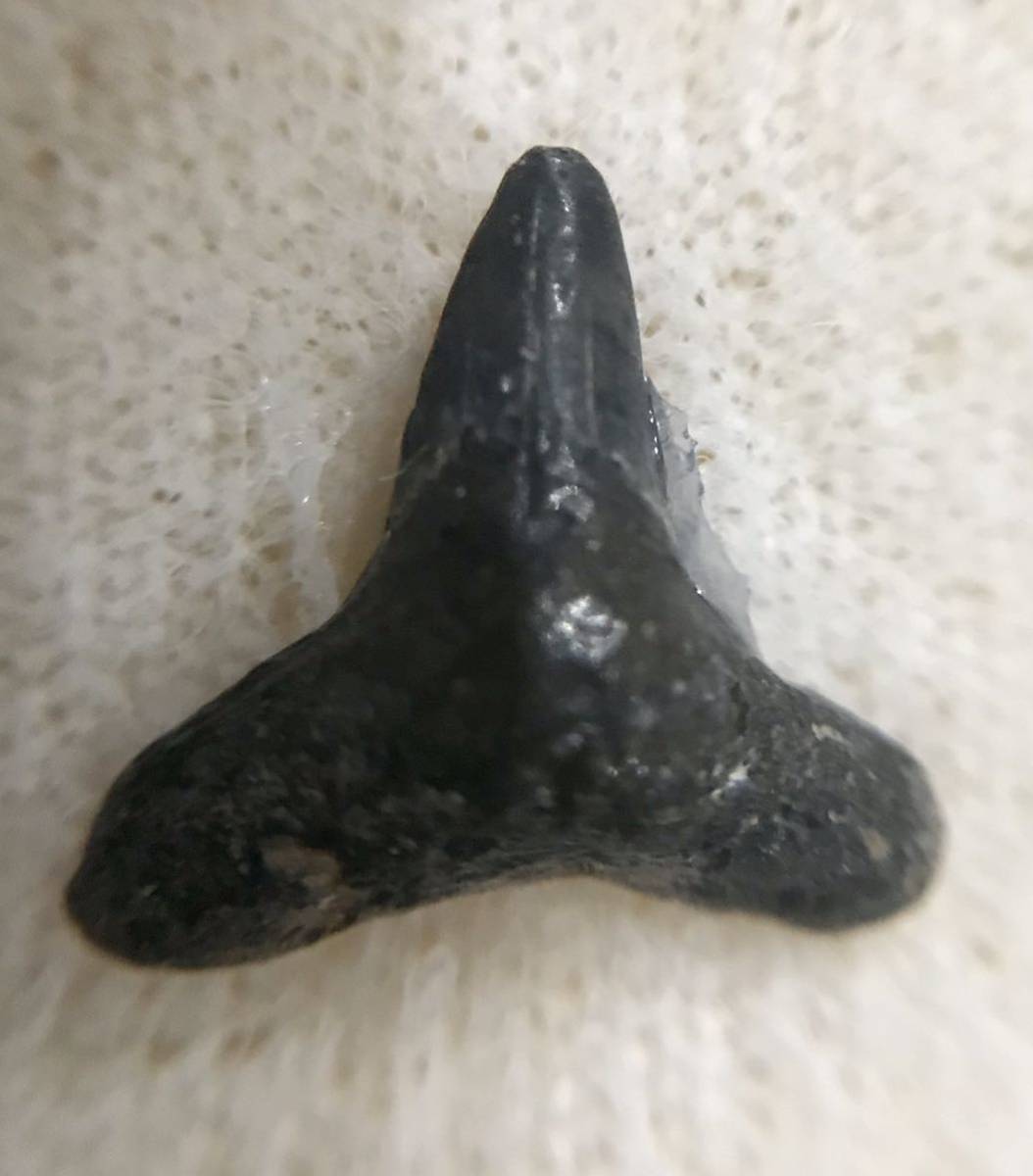 サメの歯_中世紀(約2千5百万年前)_アメリカ_フロリダ州_画像5