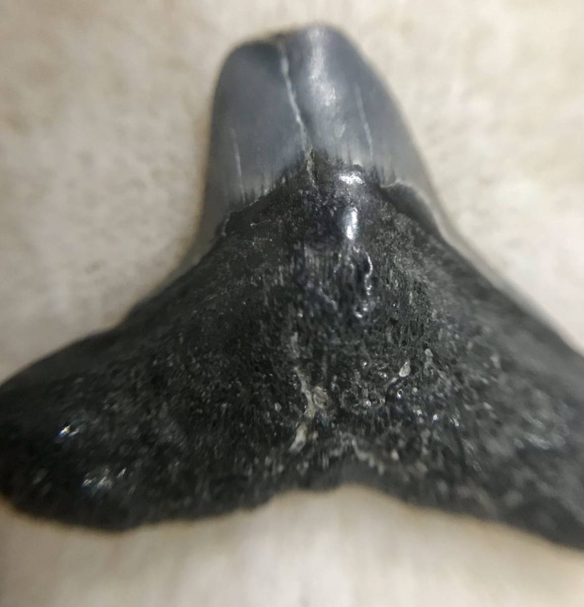サメの歯_中世紀(約2千5百万年前)_アメリカ_フロリダ州_画像4